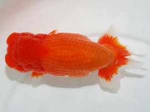 58回日らん　立行司　佐藤暎一　広島