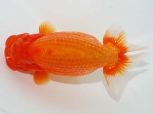 58回日らん　取締一　熊澤　誠　神奈川