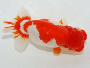 58回日らん 東関脇　石田一男　広島