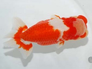 58回日らん 西関脇　齋藤一成　東京