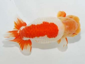 58回日らん 東小結　直野高幸　愛媛