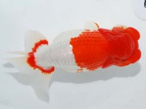 58回日らん 西小結　橋本　満　岐阜