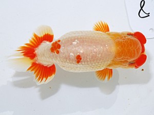 日らん　目黒康弘　東京