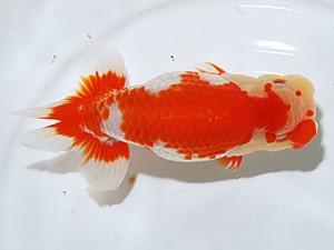 日らん　稲葉信泰　愛知