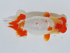 日らん　深見光春　愛知