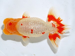 日らん　荻谷冨士夫　茨城