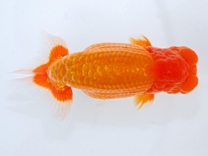 日らん　矢ケ崎伸司　東京