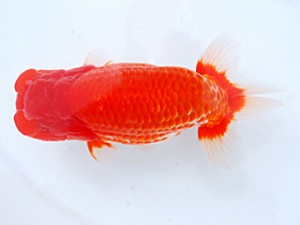 日らん　山本知一　長崎