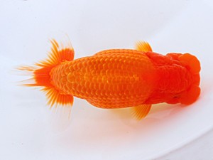 日らん　吉成志郎　徳島