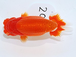 日らん 福沢　誠　青森