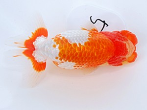 日らん 梁原隆夫　岡山