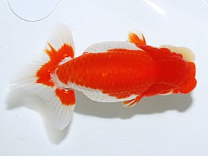 日らん 荻谷一史　茨城