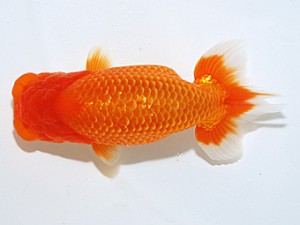 日らん　浅井　宏　愛知