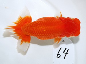 日らん 濱田英明　和歌山