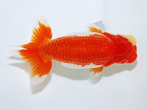 日らん　浅井雄司　愛知