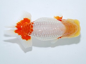 日らん 丸山克昌　埼玉