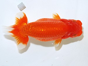 日らん 高柳仲夫　群馬