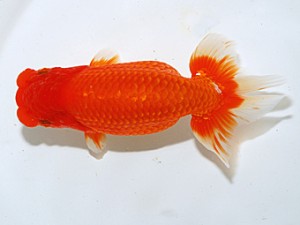 日らん　岡田幾三　愛知