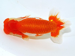 日らん 松本好考　愛媛