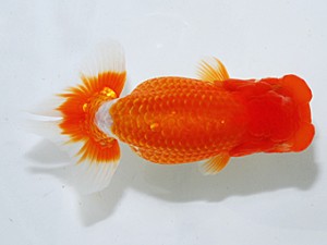 日らん 西口武志　大阪