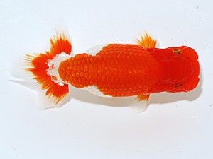 日らん　高尾昌幸　岡山