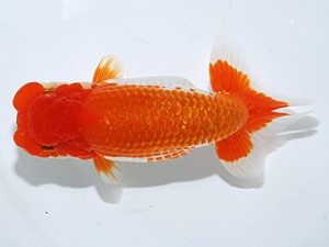 日らん 高橋　清　東京