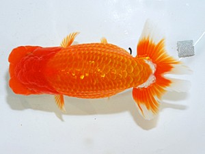 日らん 西口武志　大阪