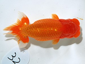 日らん 佐久間　誠　静岡