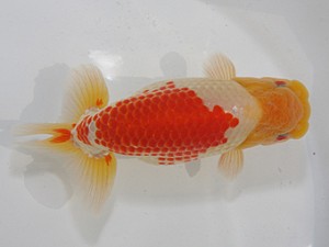 桑名愛錦会　東大関　稲沢市　川口敦司