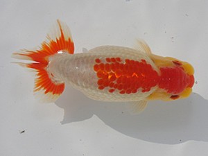 桑名愛錦会　立行司　津市　大河内正行