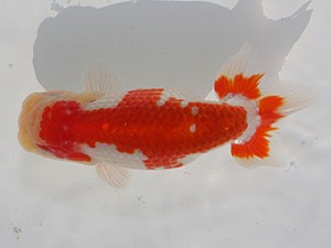 桑名愛錦会　東取締　稲沢市　川口敦司