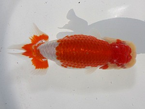 桑名愛錦会　西取締　稲沢市　川口敦司