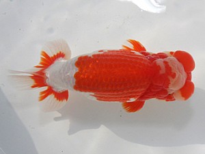 桑名愛錦会　東大関　美浜市　稲葉信泰