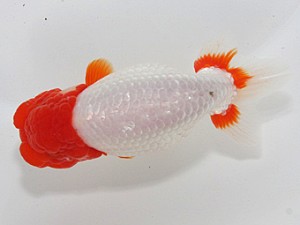 桑名愛錦会　西大関　名古屋市　伊藤高宏