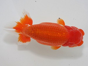 桑名愛錦会　東取締　名古屋市　高須一三