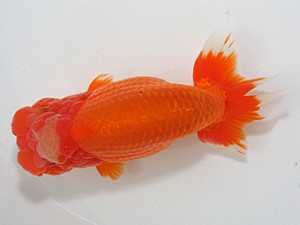 桑名愛錦会　西取締　名古屋市　野見山勢次郎