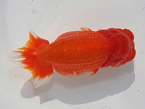 桑名愛錦会　西大関　安城市　市村正直