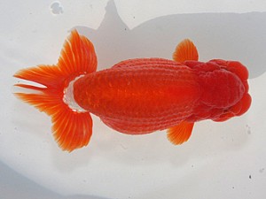 桑名愛錦会　立行司　半田市　沢田光孝