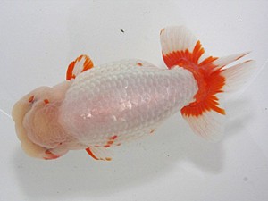 桑名愛錦会　東取締　半田市　野口　弘