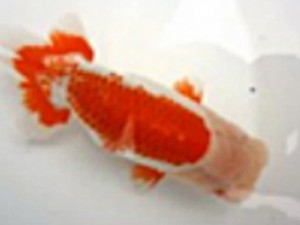 金魚文化連合会　二歳会　二席　高橋文雄