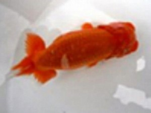 金魚文化連合会　二歳会　四席　高橋文雄