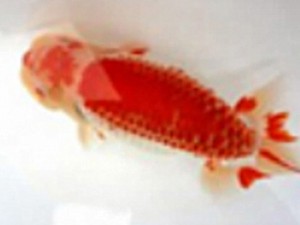 金魚文化連合会　二歳会　五席　川口　功