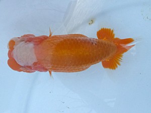 葛飾愛魚会　二歳会　東大関　長井俊之　西亀有　赤鴎