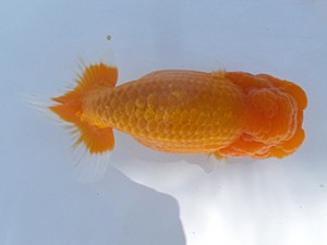 葛飾愛魚会　二歳会　立行司　小田切春美　松戸　松戸錦