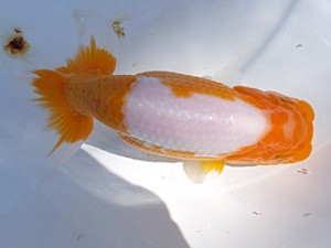 葛飾愛魚会　二歳会　取締一　君塚繁夫　足立　恋人