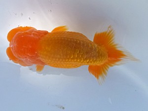 葛飾愛魚会　二歳会　取締二　古鳥敏明　堀切　雷