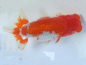 志摩紅鱗会　春季品評大会　東大関　宮脇　洋