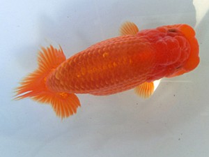 志摩紅鱗会　春季品評大会　西大関　小河　孝