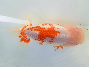 志摩紅鱗会　春季品評大会　東取締　東 高志