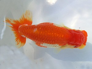 志摩紅鱗会　春季品評大会　西取締　林　万貴